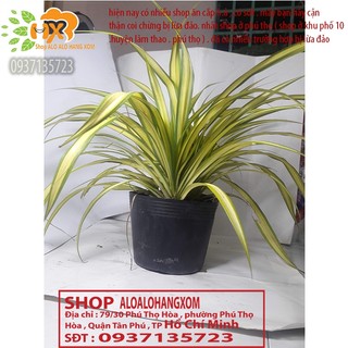 CÂY DỨA SỌC VÀNG -DỨA THÁI-DỨA VẠN PHÁT