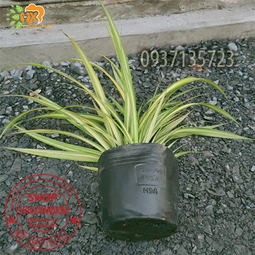 CÂY DỨA SỌC VÀNG -DỨA THÁI-DỨA VẠN PHÁT
