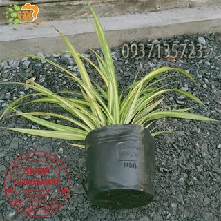 CÂY DỨA SỌC VÀNG -DỨA THÁI-DỨA VẠN PHÁT