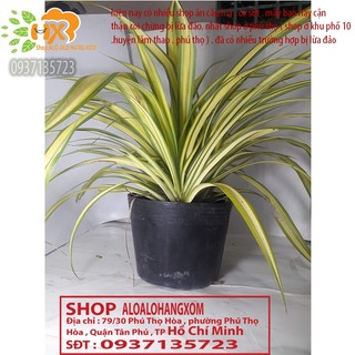 CÂY DỨA SỌC VÀNG -DỨA THÁI-DỨA VẠN PHÁT