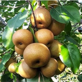 CÂY GIỐNG LÊ NÂU (MẮC CỌP)
