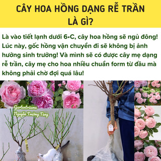 Rễ trần pooh gardening