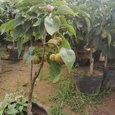 Cây Lê Nâu (Mắc Cọp)