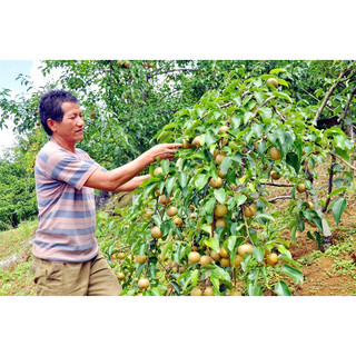 Cây Lê Nâu (Mắc Cọp)