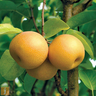 Cây Lê Nâu (Mắc Cọp)