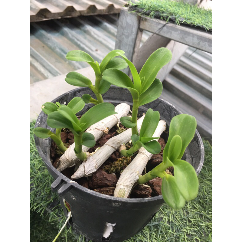 Lan phi điệp năm cánh trắng HÀ TĨNH chậu 6 ki như hình