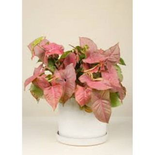 Trầu bà hồng phú quý đoạn 40_50 cm