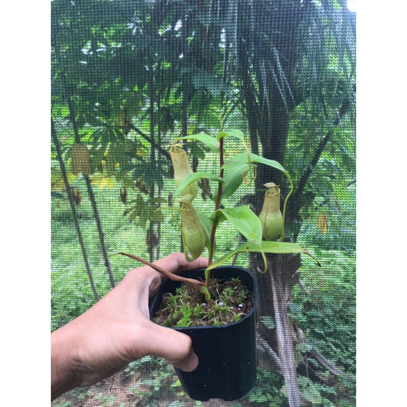 Cây nắp ấm Gracilis như ảnh