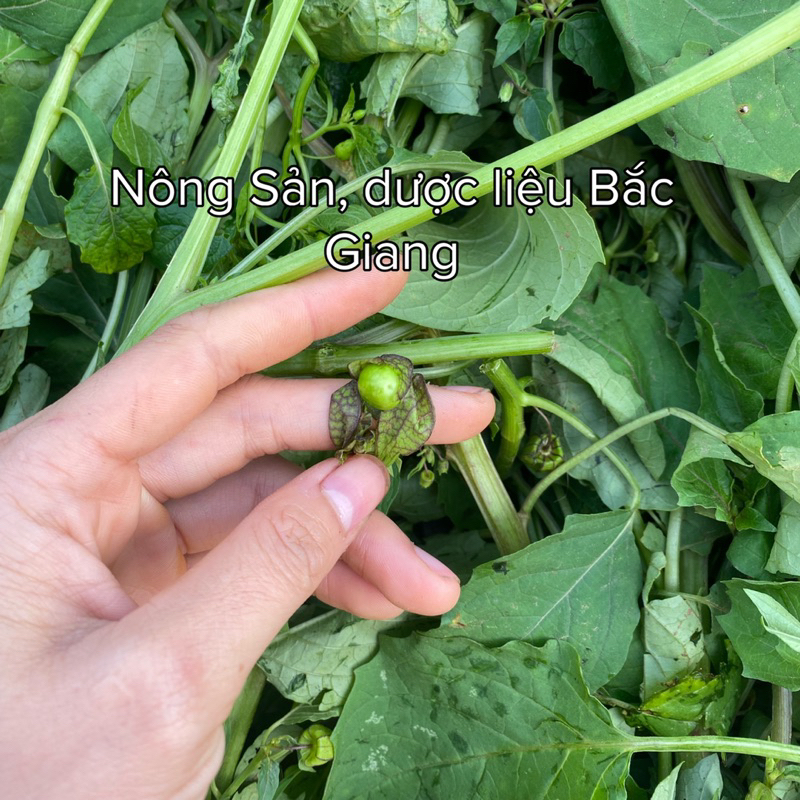 Cây Thù lùlồng đèn phơi khô