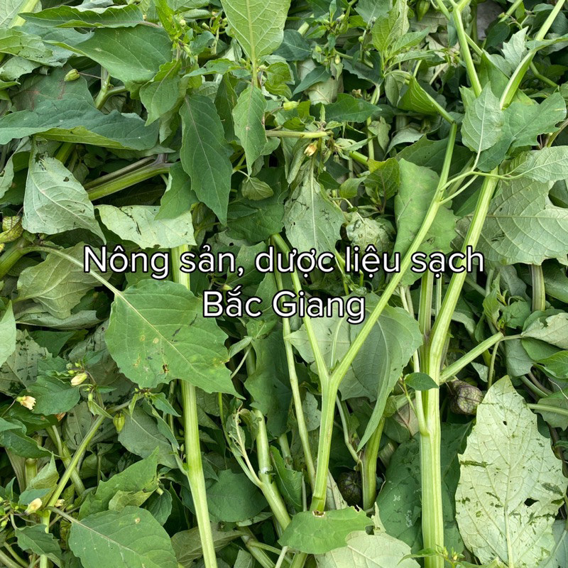 Cây Thù lùlồng đèn phơi khô