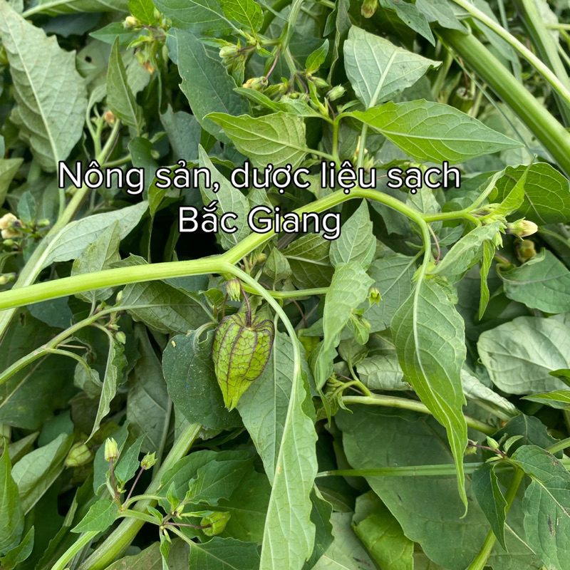 Cây Thù lùlồng đèn phơi khô