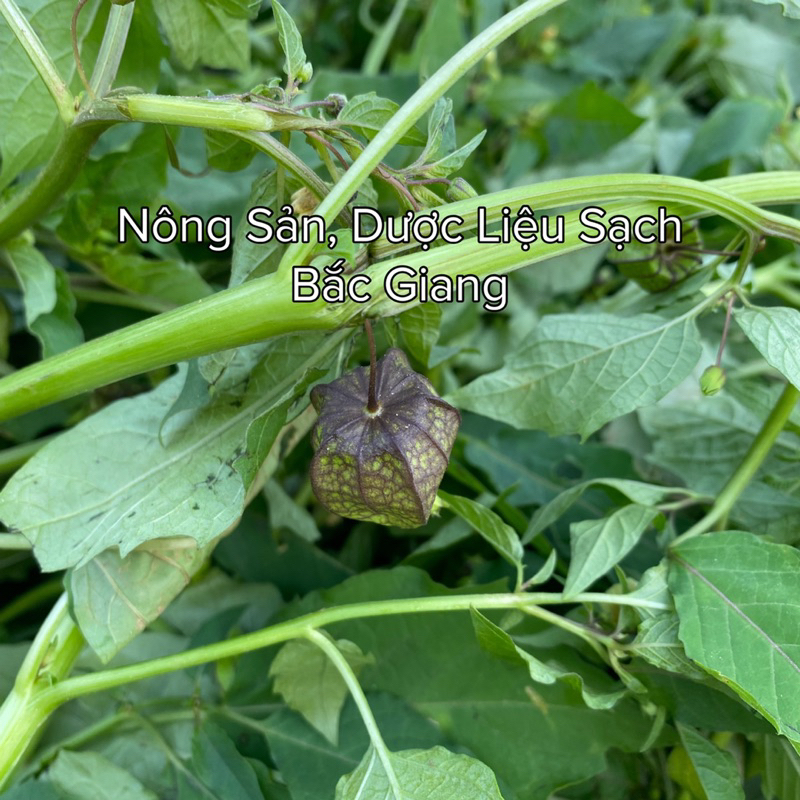 Cây Thù lùlồng đèn phơi khô