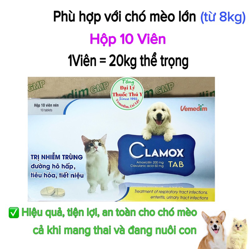 Pet AMOX plus cho chó mèo: các nhiễm trùng, viêm vết thương