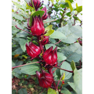 500g hoa atiso đỏ 165k