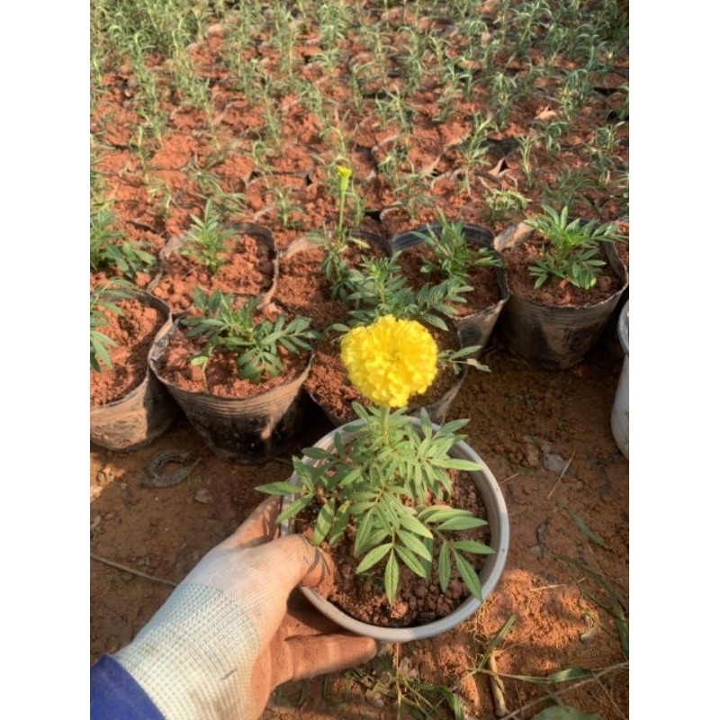 Cây hoa vạn thọ lùn - cúc vạn thọ pháp