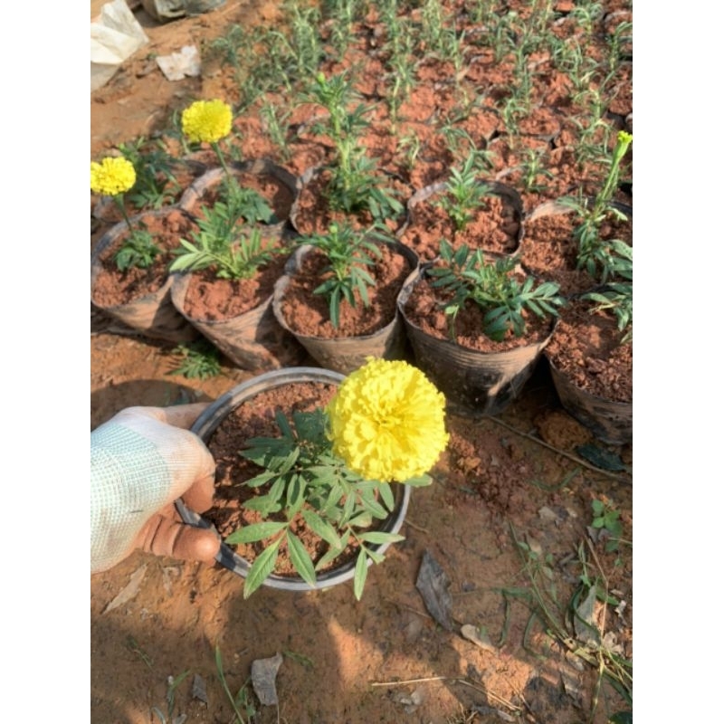 Cây hoa vạn thọ lùn - cúc vạn thọ pháp