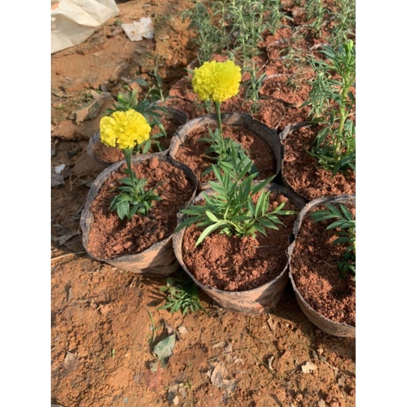 Cây hoa vạn thọ lùn - cúc vạn thọ pháp