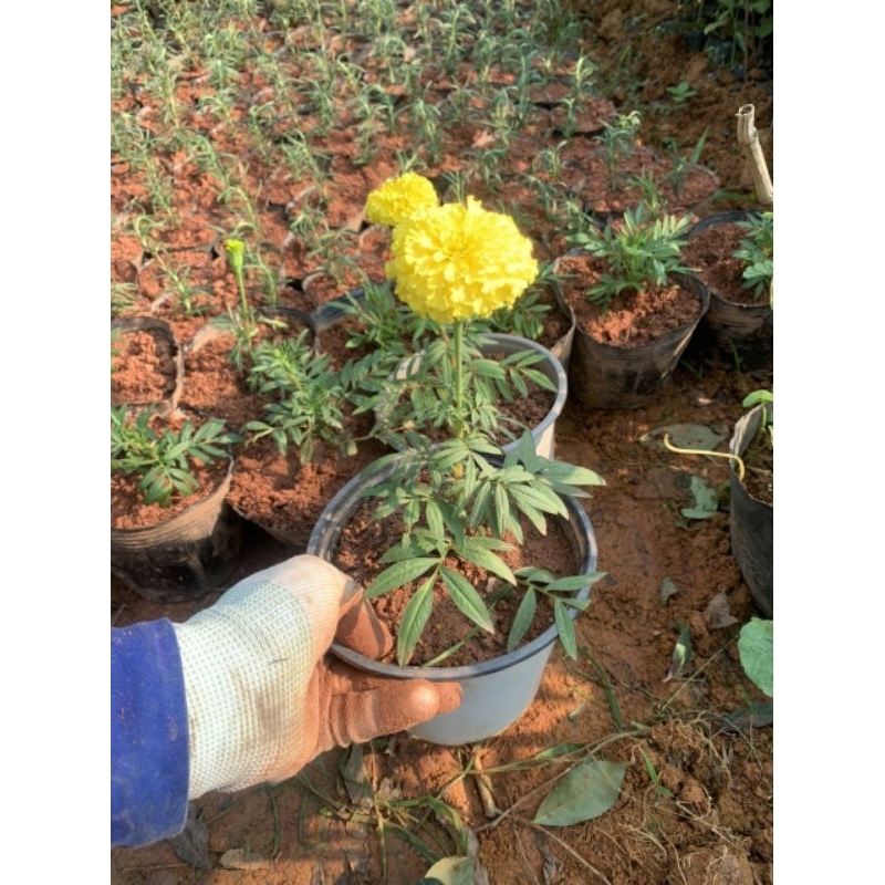 Cây hoa vạn thọ lùn - cúc vạn thọ pháp