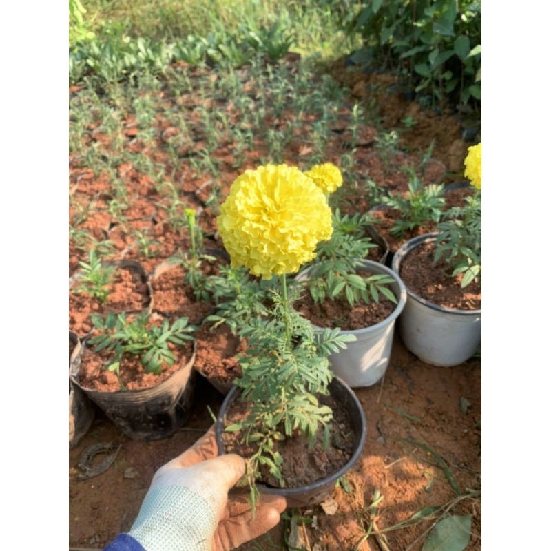 Cây hoa vạn thọ lùn - cúc vạn thọ pháp