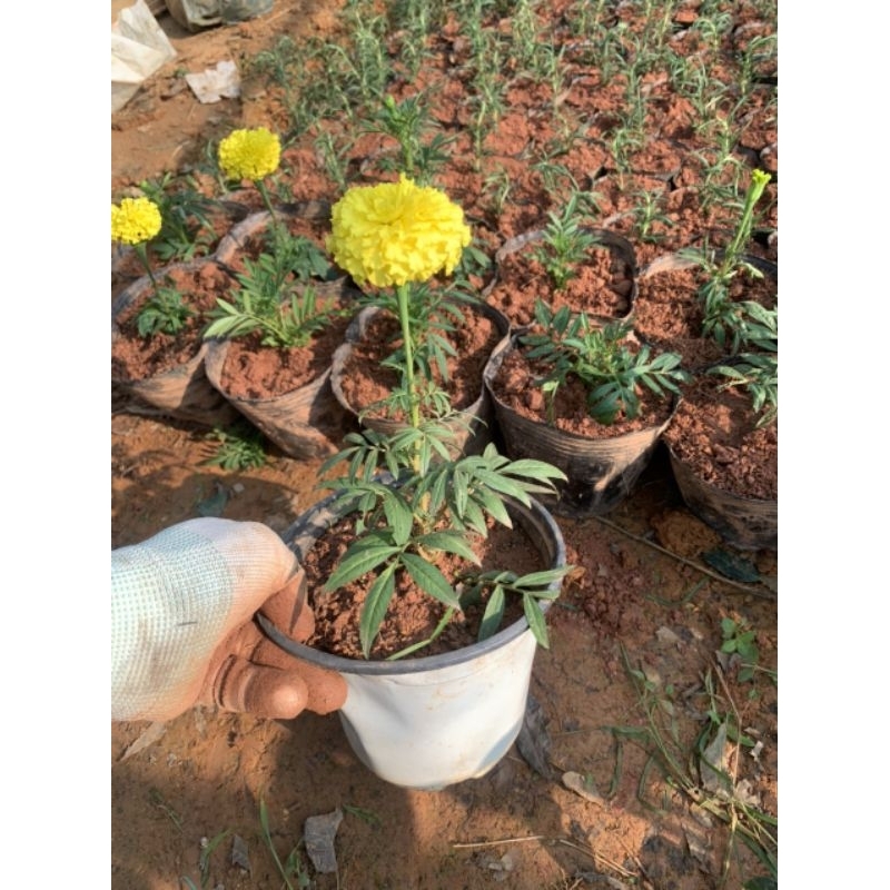 Cây hoa vạn thọ lùn - cúc vạn thọ pháp
