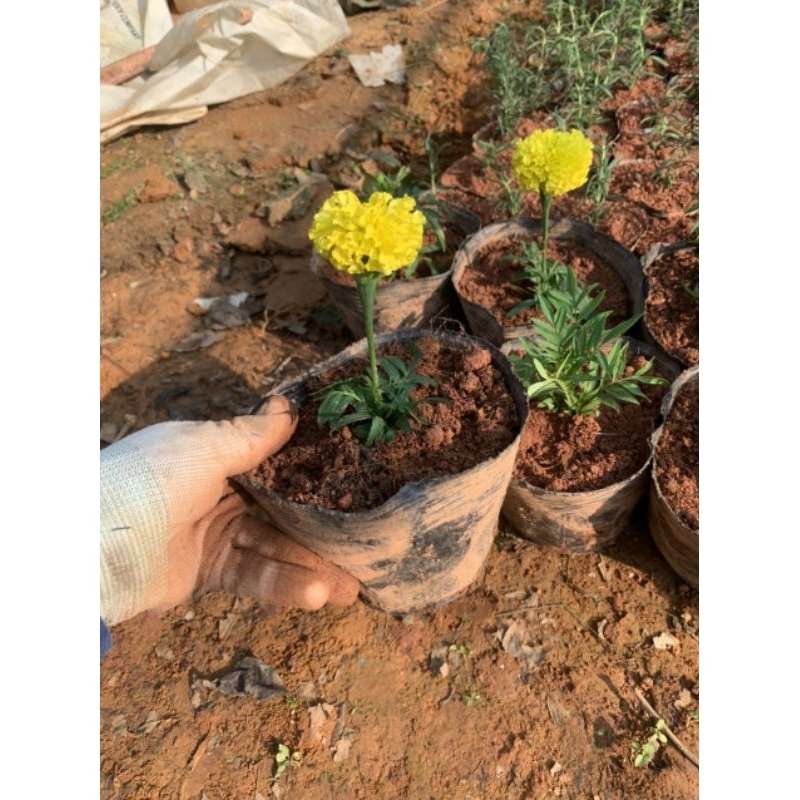 Cây hoa vạn thọ lùn - cúc vạn thọ pháp