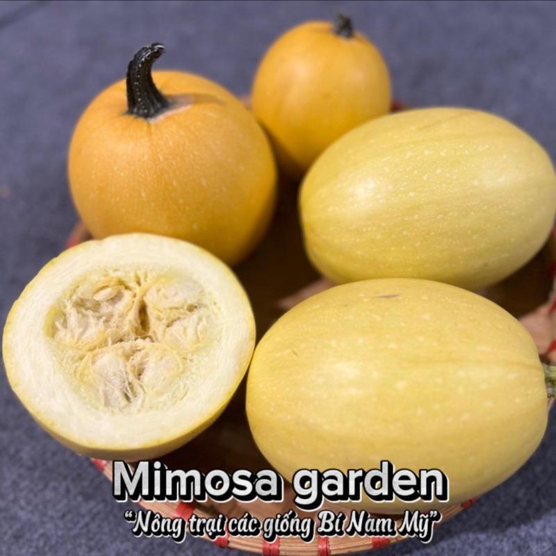 Bí sợi mì được trồng tại vườn Đà Lạt. Bí có vị ngọt tự nhiên. Thơm ngon bổ dưỡng.