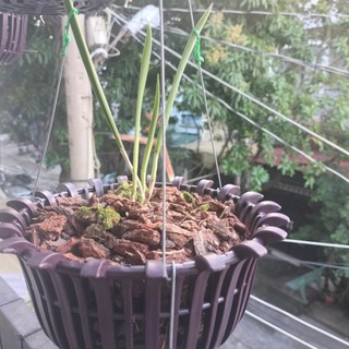 Chậu nhựa đài sen có nan phụ kích thước F23