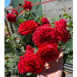 Cây hoa hồng bụi Red Apple màu đỏ tươi, cây nguyên chậu cao 50-60cm. thienan22916