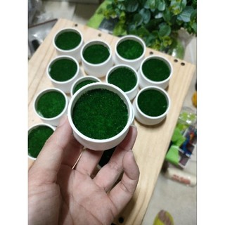 Chậu nhựa mini cắm hoa handmade