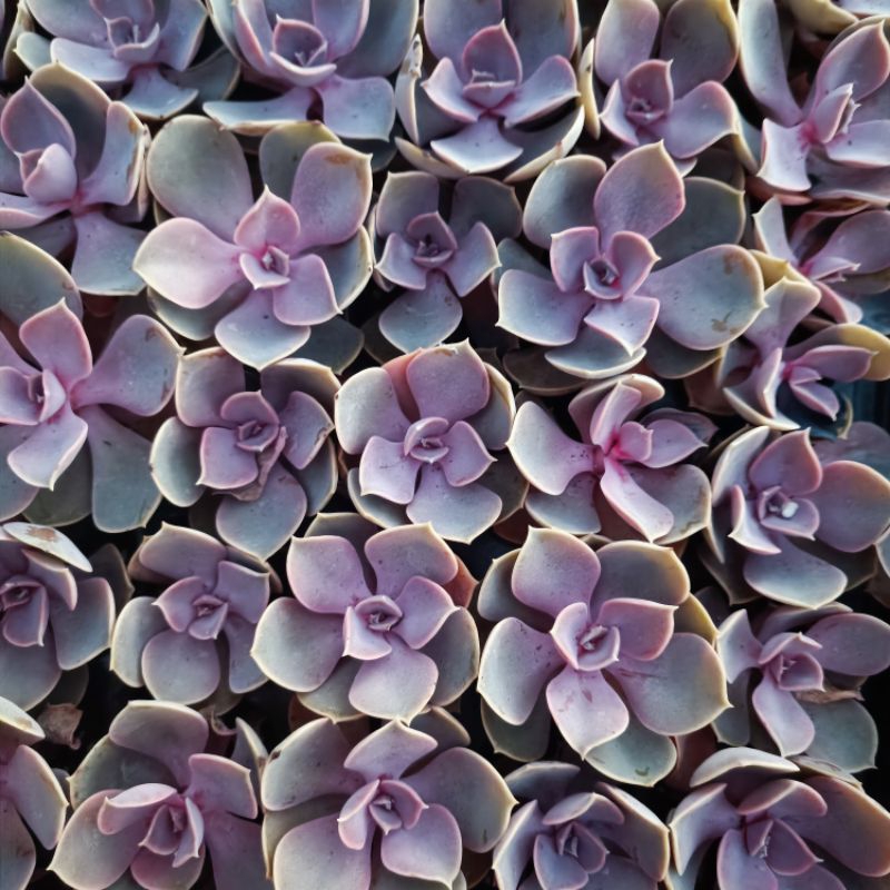 Sale ++ Sen Đá Hồng Dâu Size Nhỏ.