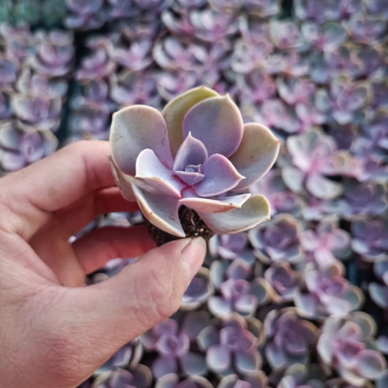 Sale ++ Sen Đá Hồng Dâu Size Nhỏ.