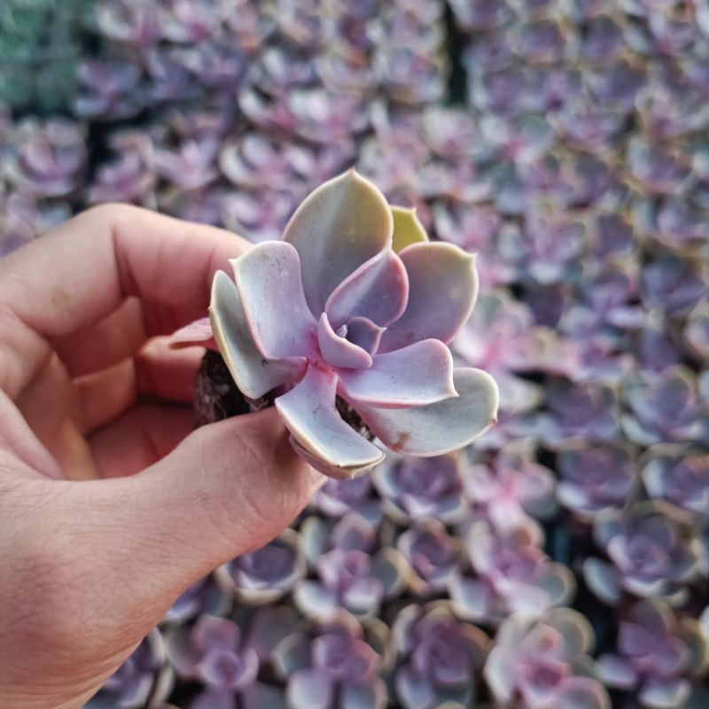 Sale ++ Sen Đá Hồng Dâu Size Nhỏ.