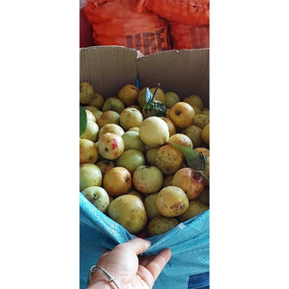 1kg quả táo mèo tươi