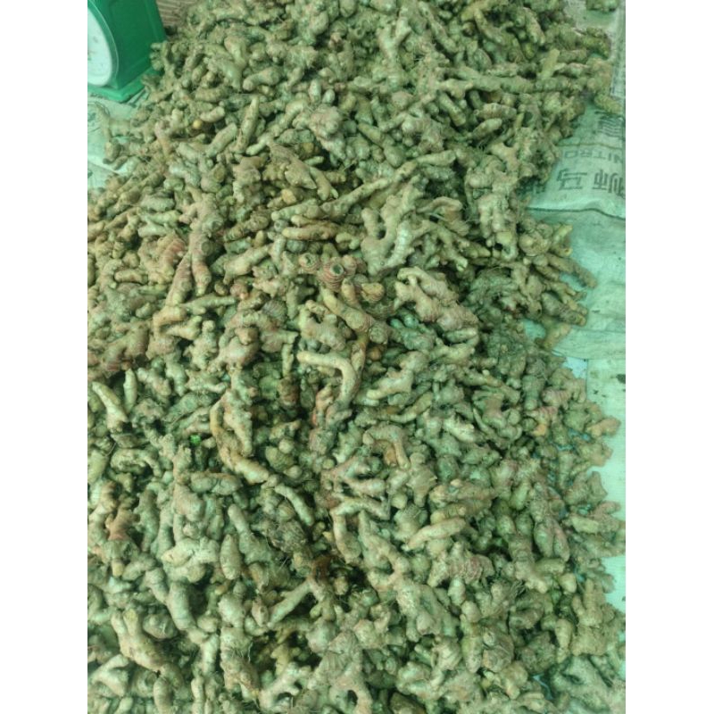 10 Củ giống Gừng Gió nhổ ở Rừng dùng hay trồng đều được