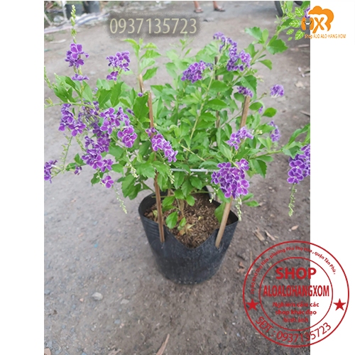 cây hoa chuỗi ngọc tím