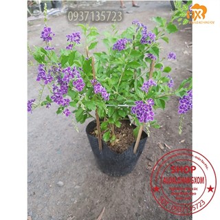 cây hoa chuỗi ngọc tím