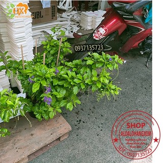 cây hoa chuỗi ngọc tím