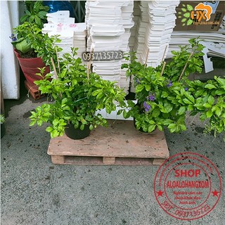 cây hoa chuỗi ngọc tím