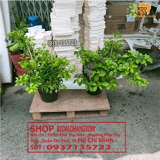 cây hoa chuỗi ngọc tím