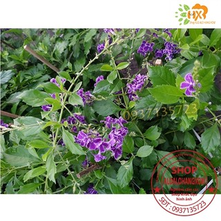 cây hoa chuỗi ngọc tím