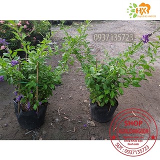 cây hoa chuỗi ngọc tím