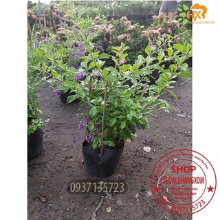 cây hoa chuỗi ngọc tím