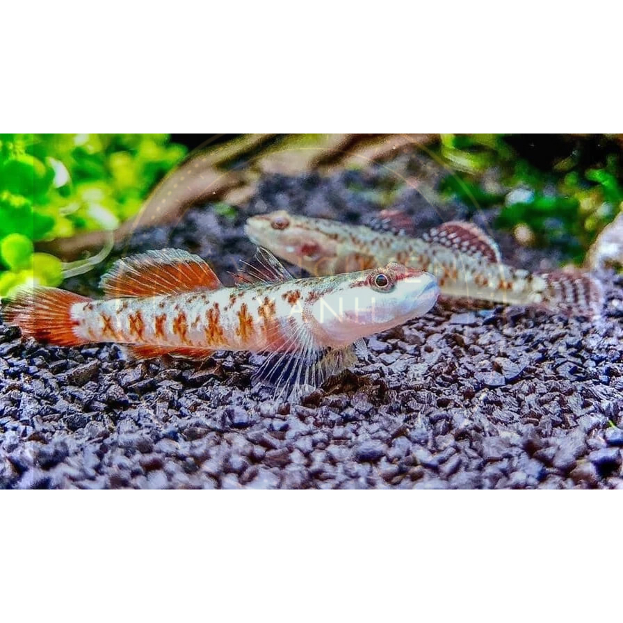 Hoàn Tiền- Cá Bống Tê Giác Full Trống