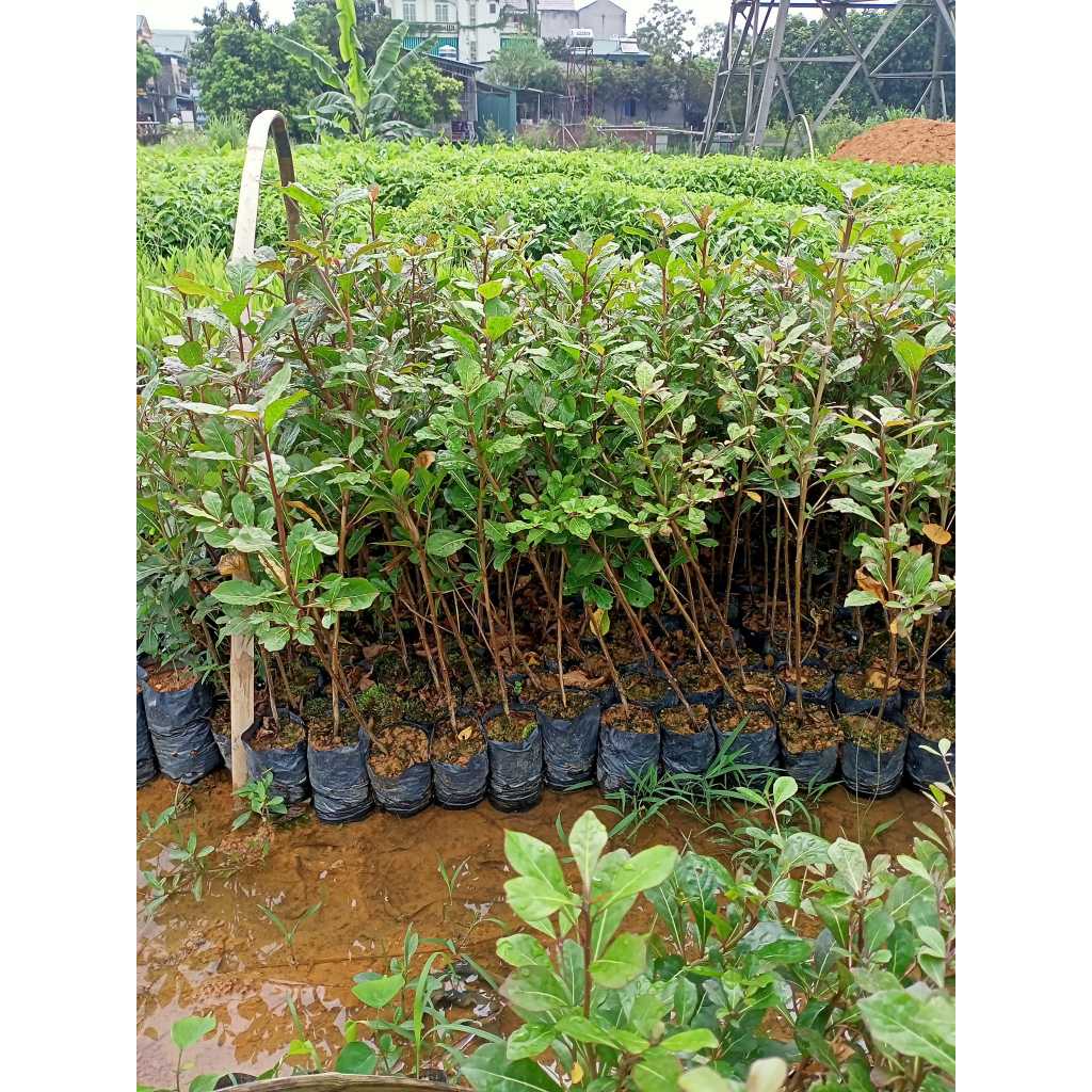 Cây Bàng Đài Loan giống