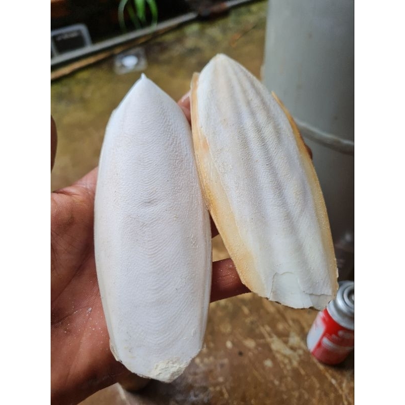 Nang mực tăng cường CANXI cho isopod, chim cảnh, bò sát( KHÔNG HÓA CHẤT TẨY TRẮNG)