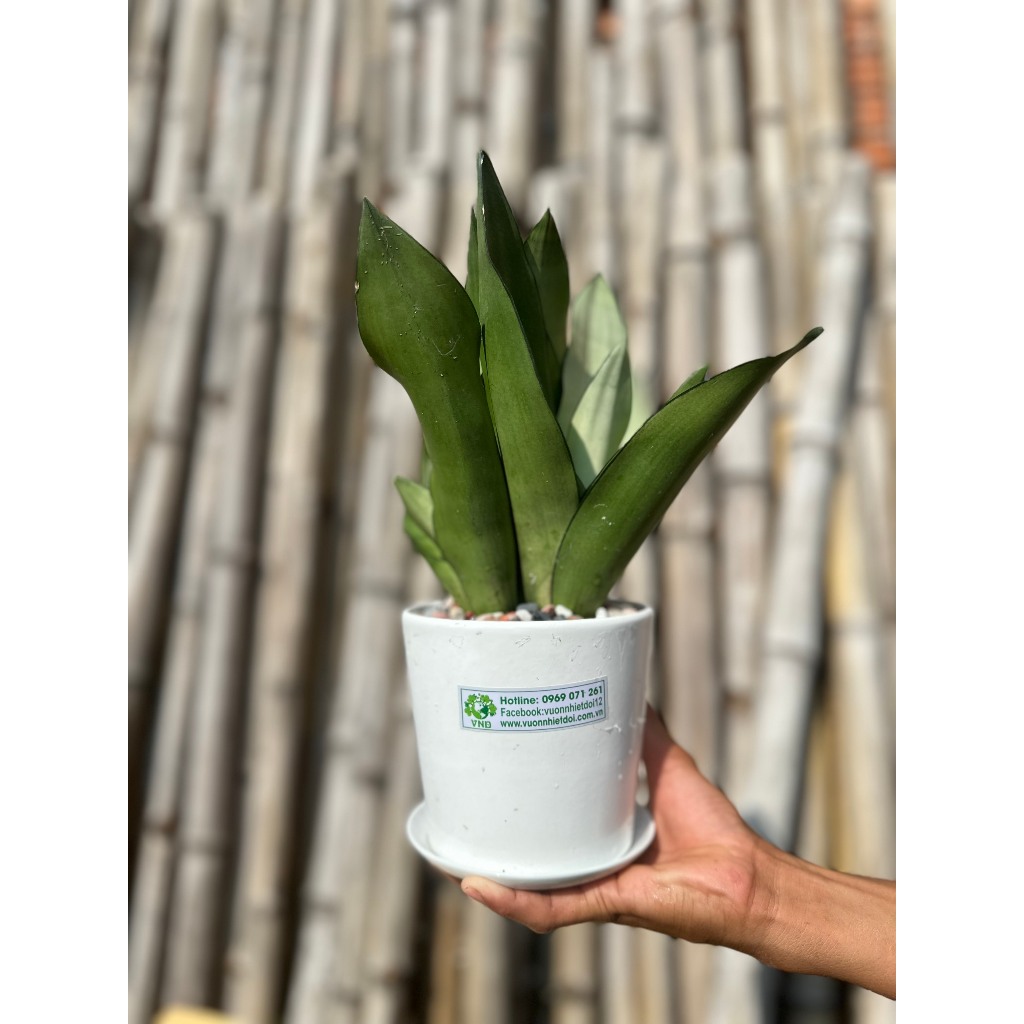 Chậu sứ cây  Lưỡi Hổ Bạch Kim