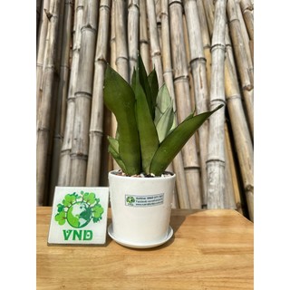 Chậu sứ cây  Lưỡi Hổ Bạch Kim