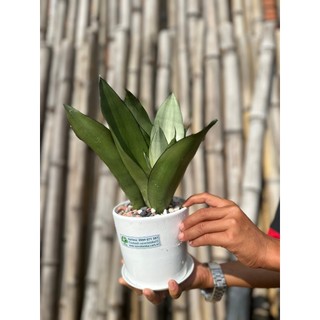 Chậu sứ cây  Lưỡi Hổ Bạch Kim