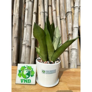 Chậu sứ cây  Lưỡi Hổ Bạch Kim