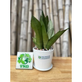 Chậu sứ cây  Lưỡi Hổ Bạch Kim